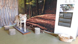 Výstava Soužití s velkými šelmami