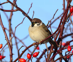 Birds of the White Carpathians