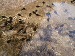 Klimatická změna a její vliv na populace obojživelníků - Teplota II