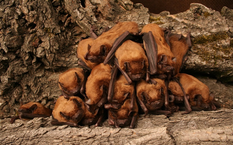 Kolonie netopýrů rezavých (Nyctalus noctula) (Foto: Anna Bláhová)