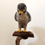 Model sokola stěhovavého