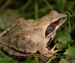 Amphibians of the White Carpathians