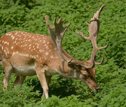 Mammals of the White Carpathians