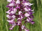 Poznejte orchideje Bílých Karpat