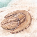 Lioharpes venulosus 4 - PProcházka