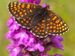 Setkání s přírodou - motýli Čertoryjí Setkání s přírodou - motýli Čertoryjí
