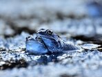 Klimatická změna a její vliv na populace obojživelníků - Teplota