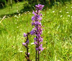 Za orchidejemi Českého ráje 2024 Za orchidejemi Českého ráje 2024