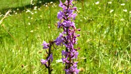 Za orchidejemi Českého ráje - exkurze