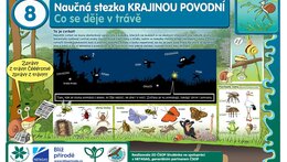  8 -Co se děje v trávě