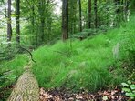 Exkurze Do lesů a hájů Českého ráje Exkurze Do lesů a hájů Českého ráje