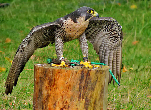 featherbase_info_Falcon featherbase_info_Falcon