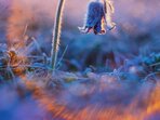 Fotokytičkářský den Fotokytičkářský den