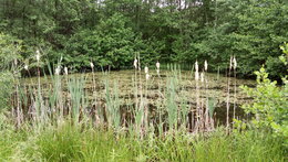 Den Země na Kolové