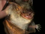 Netopýří noc v Ostrově nad Ohří Netopýří noc v Ostrově nad Ohří