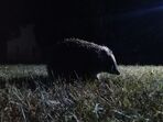 Noční les nás neděsí Noční les nás neděsí
