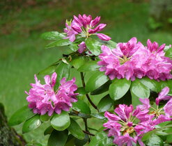 rododendron v květu