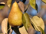 Seminář: Staré ovocné odrůdy a péče o ně Seminář: Staré ovocné odrůdy a péče o ně