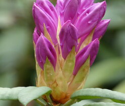 rododendron 1