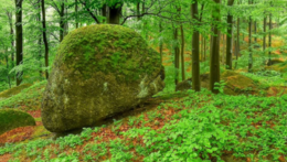 DEN STROMŮ S JIZERSKOHORSKÝMI BUČINAMI - 5 let pod křídly UNESCO