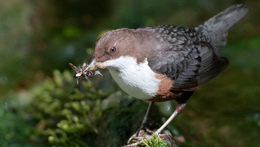 Vítání ptačího zpěvu 2026