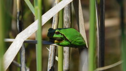 Exkurze za obojživelníky Českého ráje
