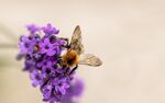 bumblebee-3493031_1280