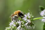 field-bumblebee-7370225_1280