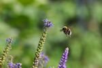insect-7327713_1280