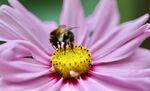 bumblebee-8156444_1280