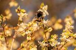 blossoms-4027793_1280