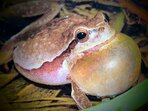 Rok obojživelníků - putovní výstava ČSOP