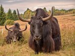 Díky kosení a pastvě jaků se vzácným rostlinám v Národní přírodní památce Na požárech daří Díky kosení a pastvě jaků se vzácným rostlinám v Národní přírodní památce Na požárech daří