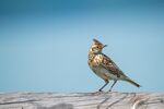 bird-7298690_1280