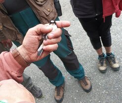 Ornitologická vycházka, květen 2025