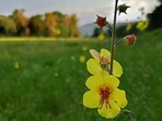 Nové vzácné druhy rostlin v Litovelském Pomoraví