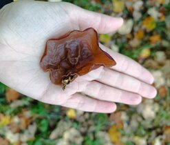 Za houbami Českého ráje 19. října 2025