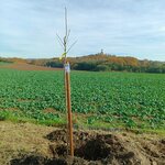 Stromek připravený pro sázení