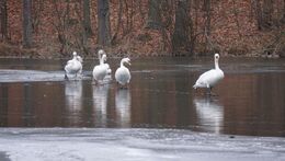 Za zimovišti ptáků na Berounce