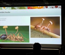 Neuvěřitelně zajímavá "zombie houba" 