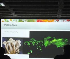 Svítící václavky