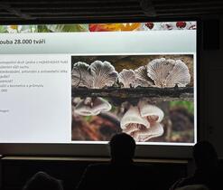 Klanolístka obecná