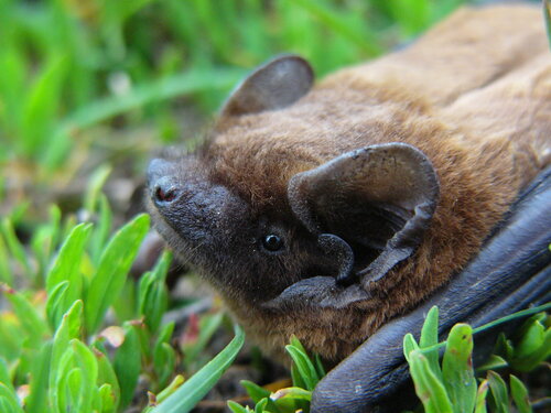 netopýr rezavý, Opatov netopýr rezavý, Opatov