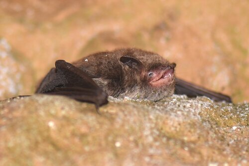 Netopýr vodní (Myotis daubentonii) Netopýr vodní (Myotis daubentonii)