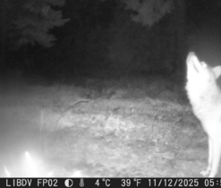 Vlk obecný_foto: Správa CHKO MK