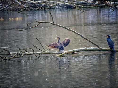 kormoran_Jakubovo_jezero_fotograf_Stanislav_Vondra