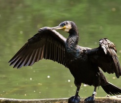 Kormorán velký na Jakubově jezeře