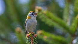 Vítání ptačího zpěvu 2026