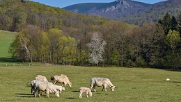 O BOHATOSTI A OCHRANĚ PŘÍRODY (NEJEN) JIZERSKÝCH HOR