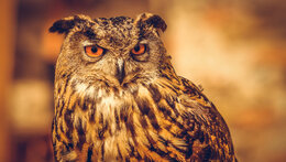 Procházka za sovami